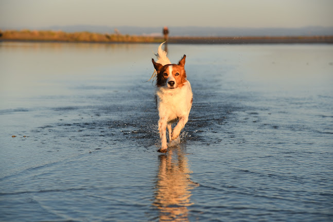 Dog Vision - Schwing für Mensch mit Hund - Chur