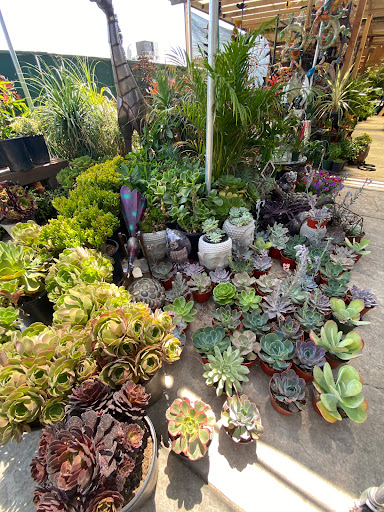 Florist «Plant Safari», reviews and photos, 653 N Central Ave, Upland, CA 91786, USA