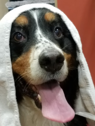 Pet Store «Pet Valu», reviews and photos, 95 Linwood Ave, Colchester, CT 06415, USA