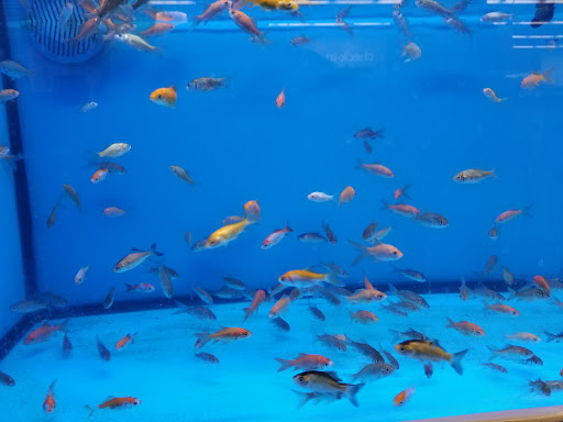 Pet Supply Store «Petco Animal Supplies», reviews and photos, 1320 E Lincoln Way p101, Sparks, NV 89434, USA