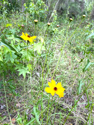 Park «Lithia Springs Park», reviews and photos, 3932 Lithia Springs Rd, Lithia, FL 33547, USA