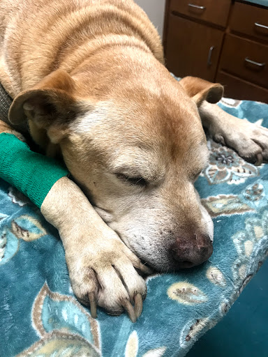 Thornhill Noah DVM image