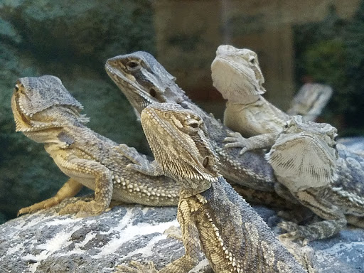 Pet Supply Store «Petco Animal Supplies», reviews and photos, 1465 Woodbury Ave, Portsmouth, NH 03801, USA