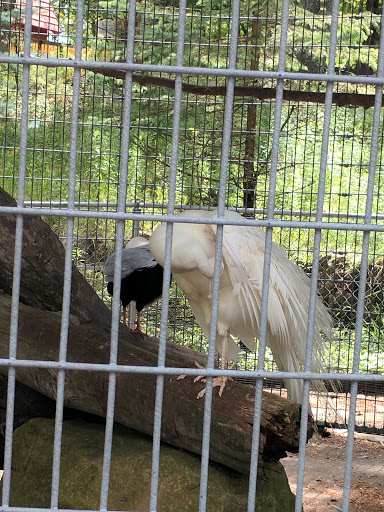 Water Park «Enchanted Forest Water Safari», reviews and photos, 3183 NY-28, Old Forge, NY 13420, USA