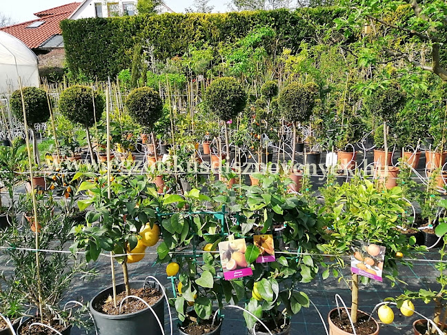 Egzotikus dísznövények, Exotic plant Kft