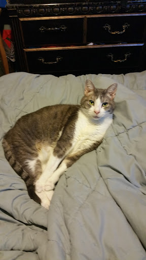 Divorce Lawyer «The Law Office of Morgan Smith», reviews and photos