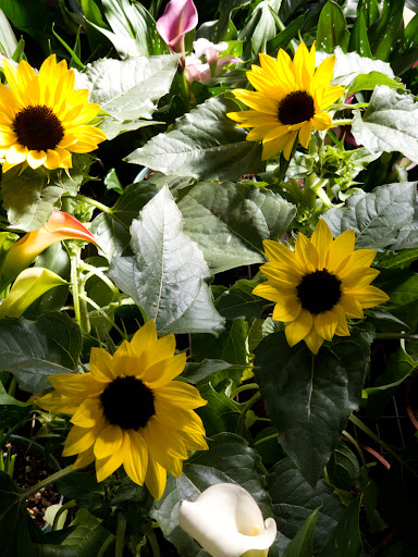 Florist «McShan Florist, Inc.», reviews and photos, 10311 Garland Rd, Dallas, TX 75218, USA