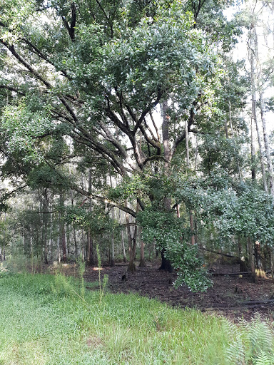 Nature Preserve «Gator Creek Reserve», reviews and photos, 9725 US Hwy 98 N, Lakeland, FL 33809, USA