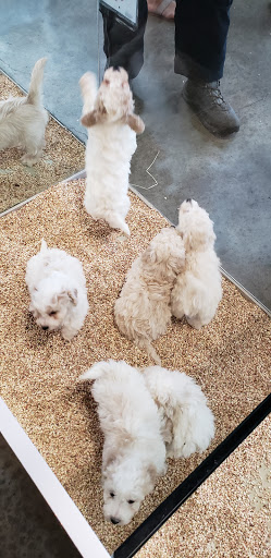 Pet Store «Critter Cabana - Wilsonville», reviews and photos, 8406 SW Main St #200, Wilsonville, OR 97070, USA