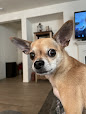 Barksandbonesgrooming - logo