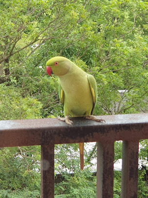 Google Maps image 31