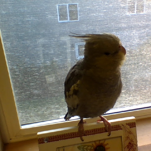 Pet Store «All About Pets LLC», reviews and photos, 52567 Columbia River Hwy, Scappoose, OR 97056, USA