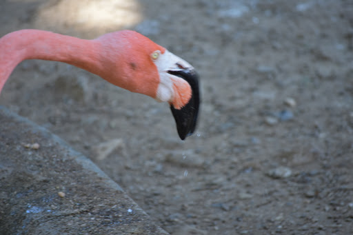 Zoo «Charles Paddock Zoo», reviews and photos, 9100 Morro Rd, Atascadero, CA 93422, USA