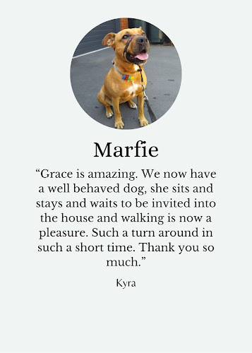 Reviews of Best Mate Dog Training | Dog Trainer | Christchurch in Te Puke - Dog trainer