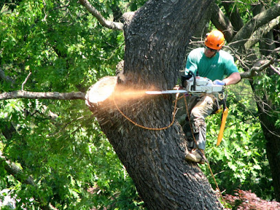 Tree Service Coquitlam Inc.