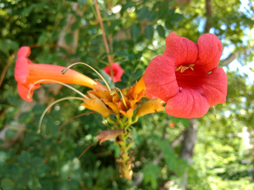 Park «Turtle Creek Parkway Park», reviews and photos, Bowen St, Dallas, TX 75219, USA