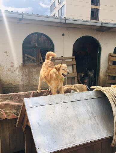 Centro de Rescate Animal Laika