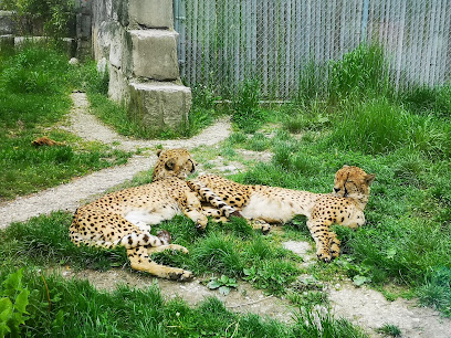 Toni's Zoo