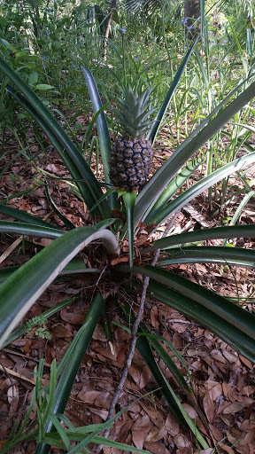 Farm «Sweetwater Organic Community Farm», reviews and photos, 6942 W Comanche Ave, Tampa, FL 33634, USA