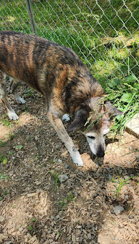 Sara's Waggy Tails - Photo 2 - Car repair in Powell, TN, Knoxville