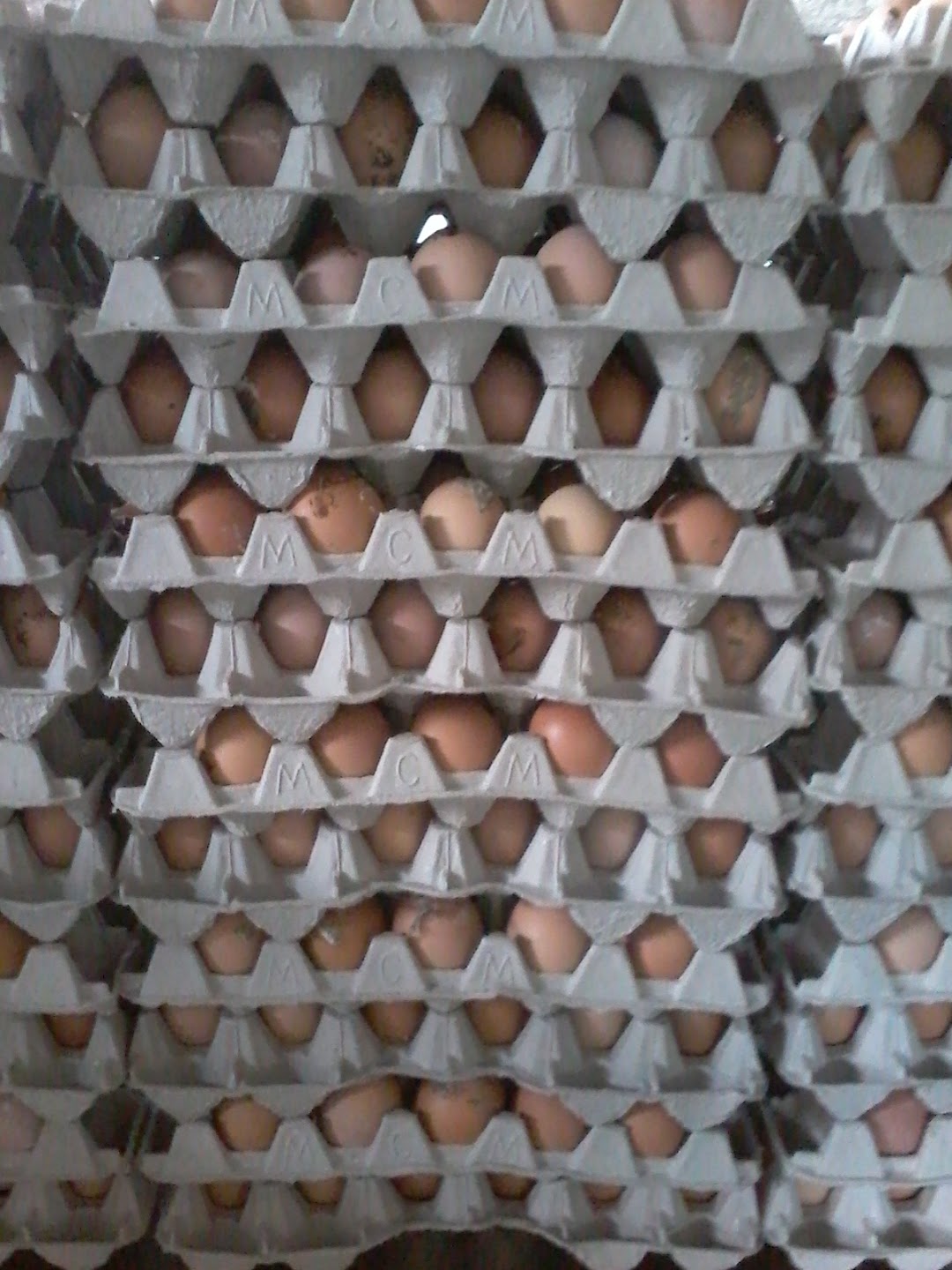 Telur Ayam Murah