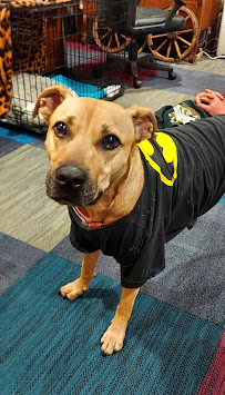 Heartbeats at your Feet Pet Services - Photo 9 - Car repair in Mesquite, TX, Dallas