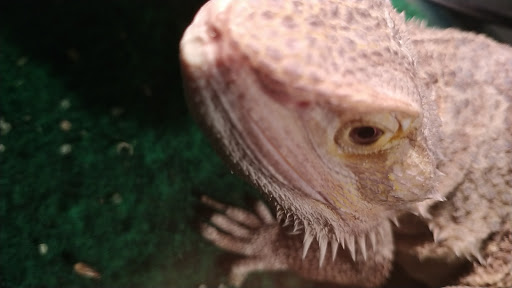 Pet Supply Store «Pet Supermarket», reviews and photos, 7822 Gall Blvd, Zephyrhills, FL 33541, USA