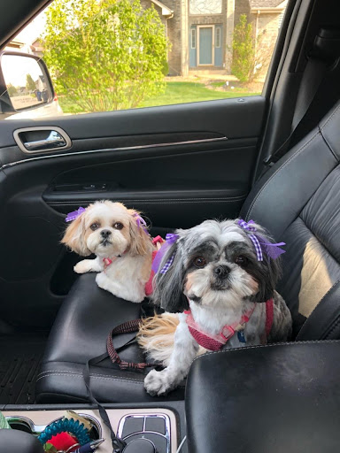 Pet Supply Store «PetSmart», reviews and photos, 4824 211th St, Matteson, IL 60443, USA