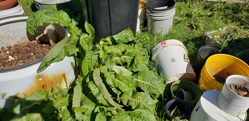 Asian Grocery Store «My Hoa Oriental Food Market», reviews and photos, 454 Azalea Rd, Mobile, AL 36609, USA