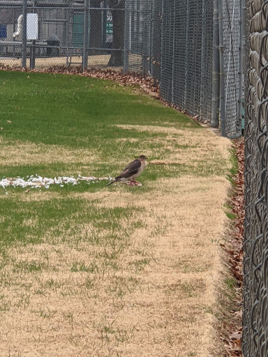 Park «Hurst Community Park», reviews and photos, 601 Precinct Line Rd, Hurst, TX 76053, USA