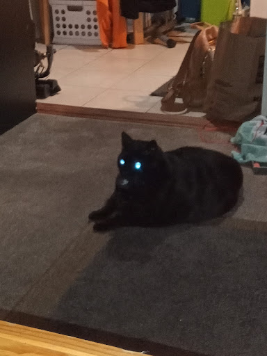 Hello Ralphie New York Online Veterinarian