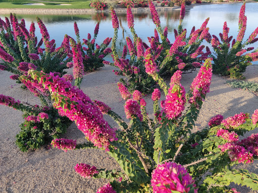 Golf Course «TPC Scottsdale», reviews and photos, 17020 N Hayden Rd, Scottsdale, AZ 85255, USA
