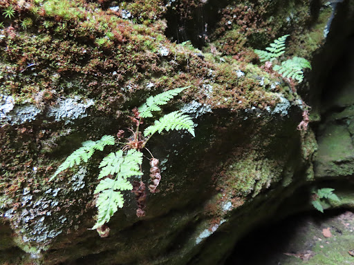 Nature Preserve «Fern Cliff Nature Preserve», reviews and photos, W County Rd 375 S, Greencastle, IN 46135, USA