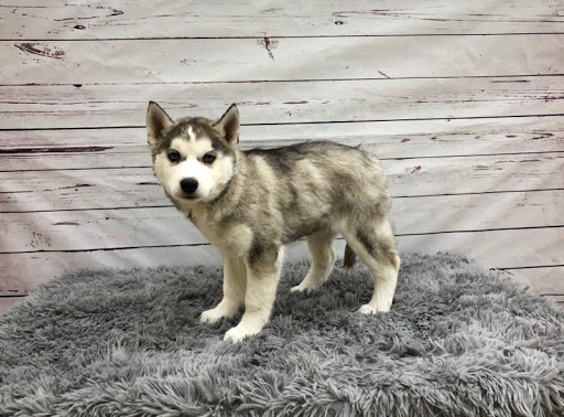 Pet Store «Happiness Is Pets Vi», reviews and photos, 616 E Roosevelt Rd, Lombard, IL 60148, USA