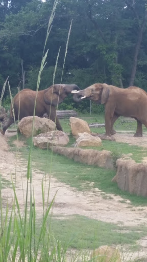 Stadium «Bryant-Denny Stadium», reviews and photos, 920 Paul W Bryant Dr, Tuscaloosa, AL 35401, USA