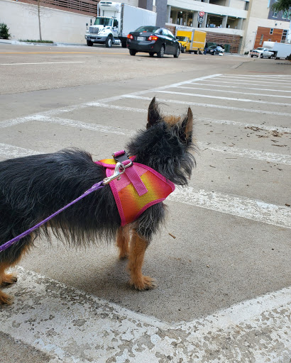 Pet Store «The Upper Paw», reviews and photos, 2809 Commerce St, Dallas, TX 75226, USA