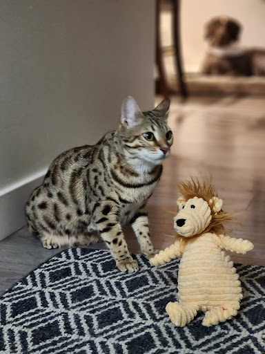 Wildrose Bengals