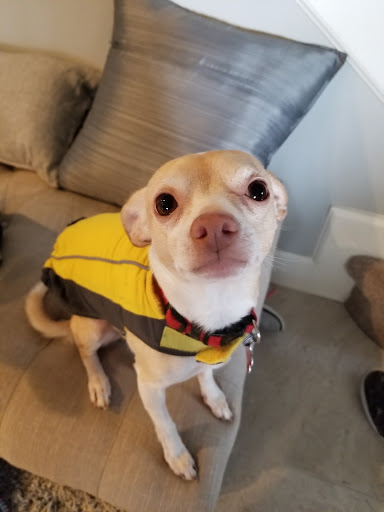 Pet Supply Store «Hobscot Pet Supply», reviews and photos, 328 E 5th Ave, Mt Dora, FL 32757, USA