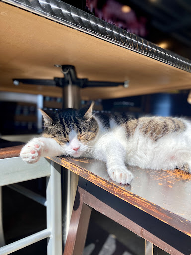 Brewpub «Windmill Brewing», reviews and photos, 2121 Gettler St, Dyer, IN 46311, USA