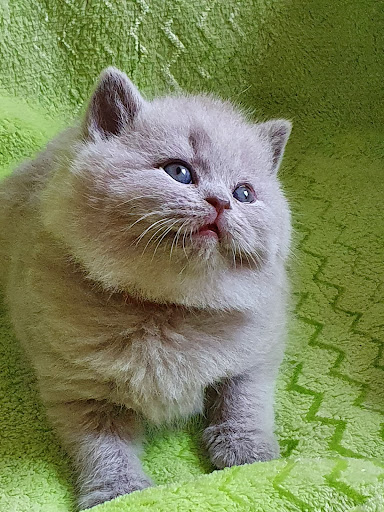 AmberKiss British shorthair breeder