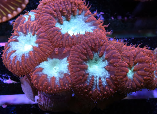 Aquarium «VIP Reef Aquarium», reviews and photos, 16300 SW 137th Ave #121, Miami, FL 33177, USA