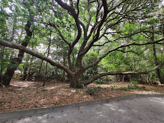 Dare County Arboretum and Teaching Garden