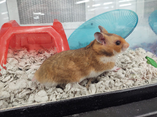 Pet Supply Store «Petco Animal Supplies», reviews and photos, 1694 Boston Rd, Springfield, MA 01129, USA