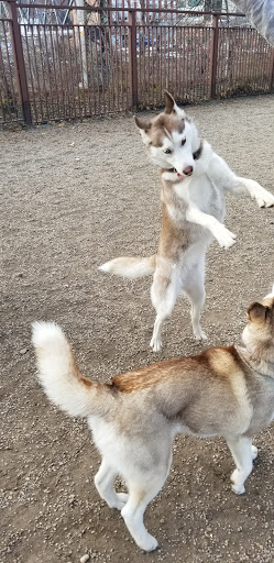 Park «Union Street Dog Park», reviews and photos, 59 Fair St, New Haven, CT 06511, USA