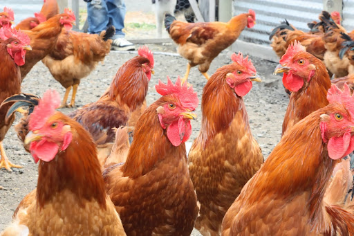 Poultry farm Fairfield