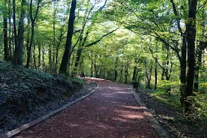 Belgrade Forest image