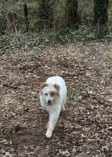 Daniels Hundesalon unter Deißlingen, 