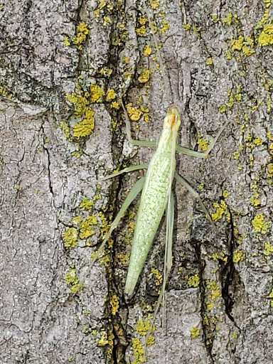 Park «Touhy Park», reviews and photos, 7348 N Paulina St, Chicago, IL 60626, USA