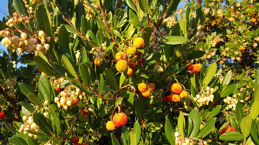 Park «Celebration Park», reviews and photos, 1095 S 324th St, Federal Way, WA 98003, USA