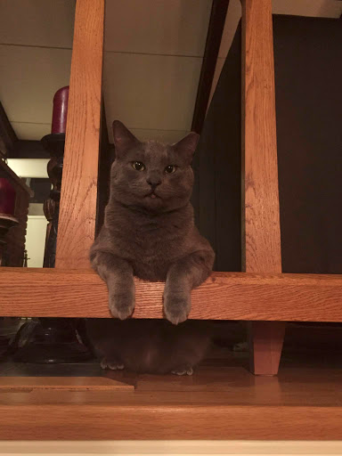 Pet Supply Store «Croton Pet Station», reviews and photos, 420 S Riverside Ave, Croton-On-Hudson, NY 10520, USA